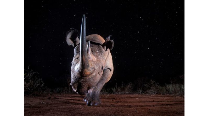 Ganador, categoría Del anochecer al amanecer: el fotógrafo de vida salvaje Will Burrard-Lucas fue uno de los dos ganadores en esta categoría.