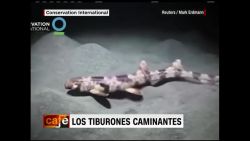 CNNE 764547 - nuevos tiburones caminantes