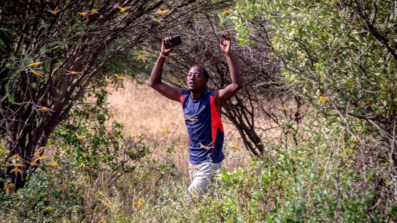 22 January 2020, Samburu County, Ololokwe, Kenya - A man walks through a locust swarm in Kenya. The United Nations Food and Agriculture Organization (FAO) warned that the desert locust swarms that have already reached Somalia, Kenya and Ethiopia could spill over into more countries in East Africa destroying hundreds of thousands of acres of crops.