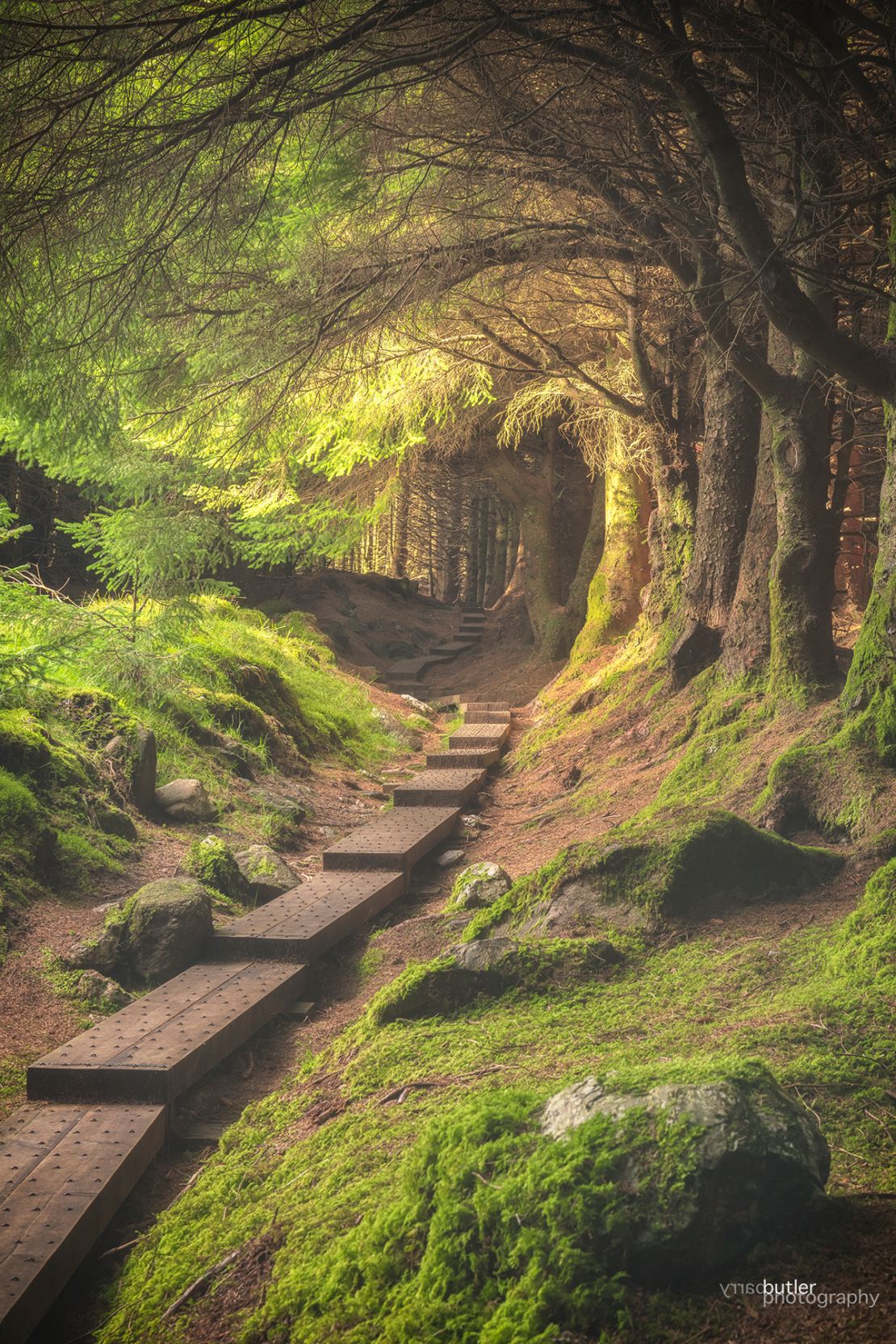 Un sendero mágico en Irlanda, quizás el que usa un duende