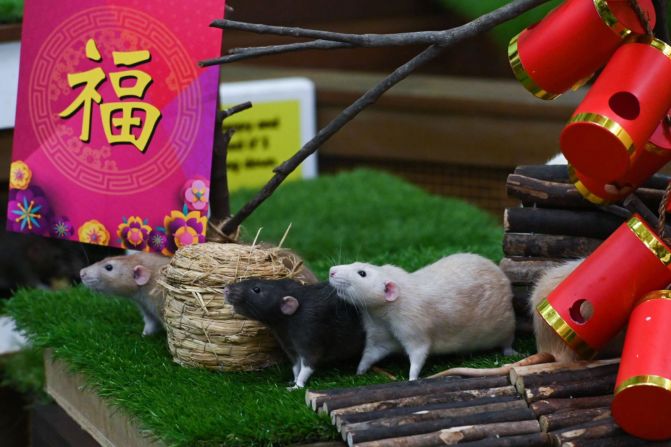 Ratas Dumbo son exhibidas antes de las celebraciones del Año Nuevo Lunar en el Rainforest KidzWorld del Zoológico de Singapur el martes 21 de enero. 2020 es el año de la rata.