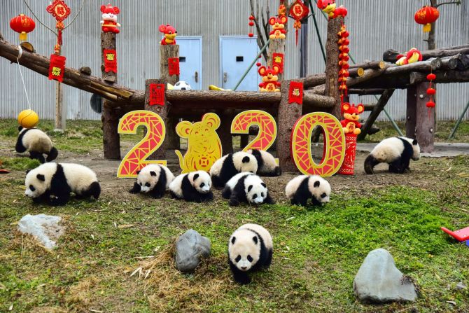 Pandas cachorros juegan junto a las decoraciones del Año Nuevo Lunar en la base de reproducción Shenshuping de la Reserva Natural Nacional Wolong en Wenchuan, provincia de Sichuan, el viernes 17 de enero.