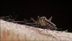 CNNE 766492 - latinoamerica, en alerta por epidemia de dengue