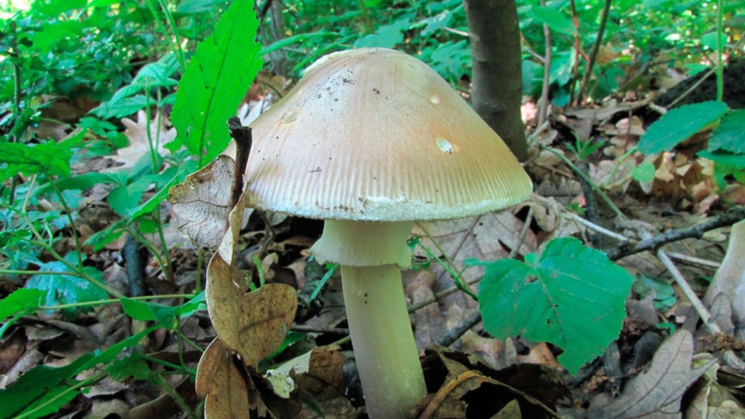 Amanita phalloides, conocido coloquialmente como el "hongo de la muerte", es quizá el más mortal de todos, según la Enciclopedia Britannica. Las amatoxinas en Amanita phalloides son responsables del 90% de las muertes relacionadas con hongos en el mundo, dice un artículo de 2019 de la revista médica BC Medical Journal. Este hongo causó la muerte de un argentino esta semana.