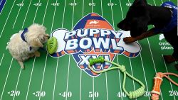 CNNE 767394 - conoce al puppy bowl, el super bowl de perros