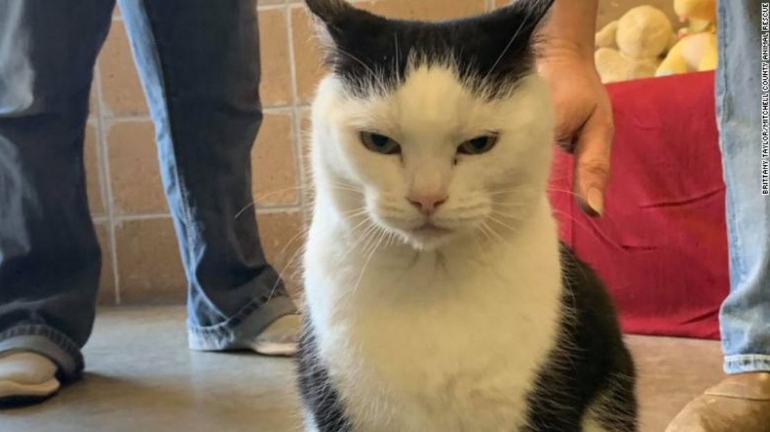 Perdita, el "gato desagradable", ha sido adoptado. Su nuevo nombre es Noel.