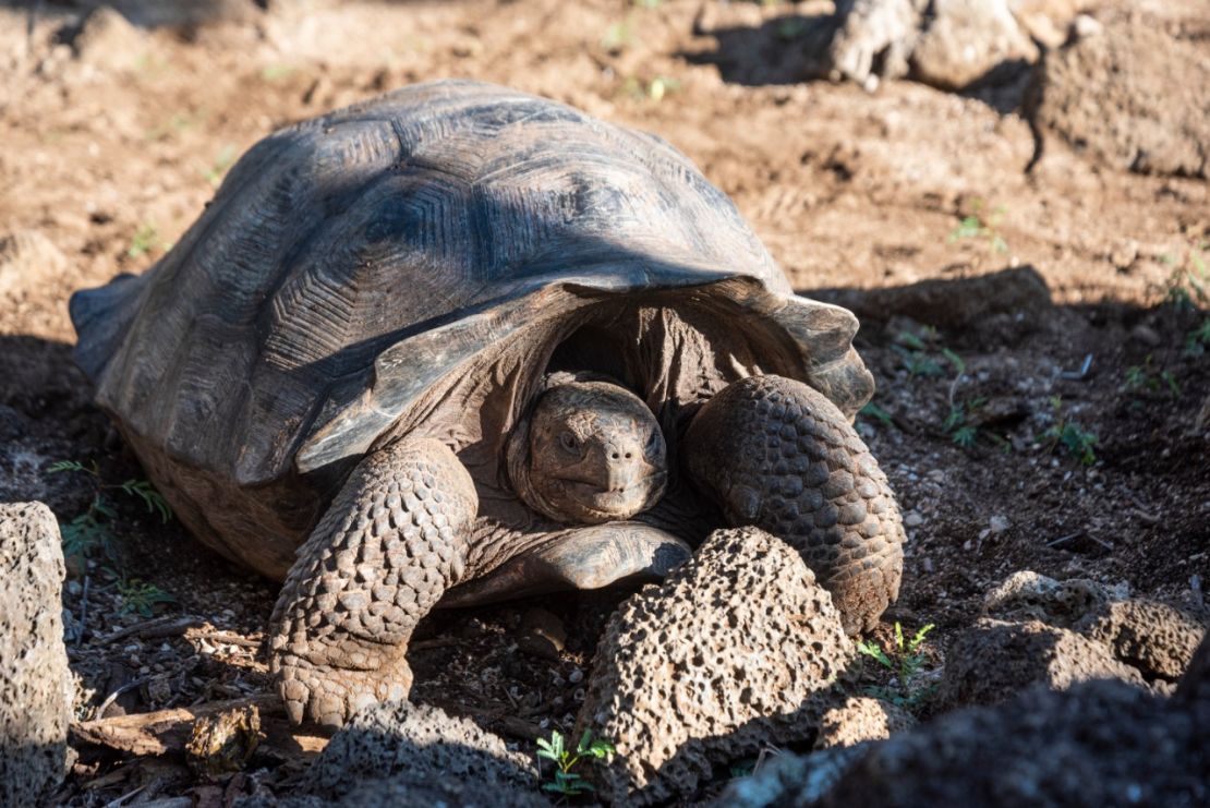 Tortuga Chelonoidis abingdonii, con una "alta carga" genética del Solitario George.