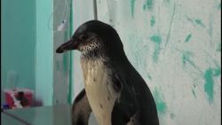 CNNE 771361 - rescatan a dos pinguinos que una familia tenia como mascotas