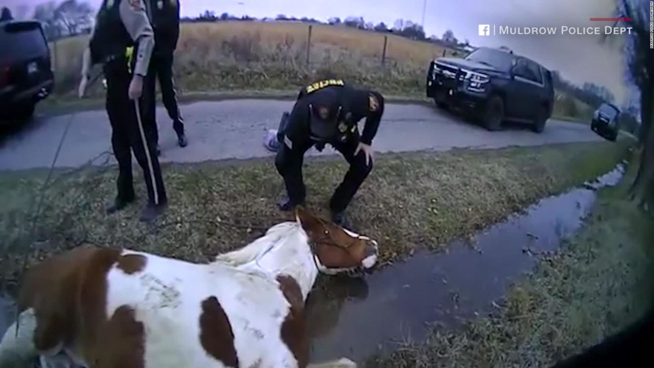 CNNE 772360 - asi salvan policias a un caballo enredado en alambre