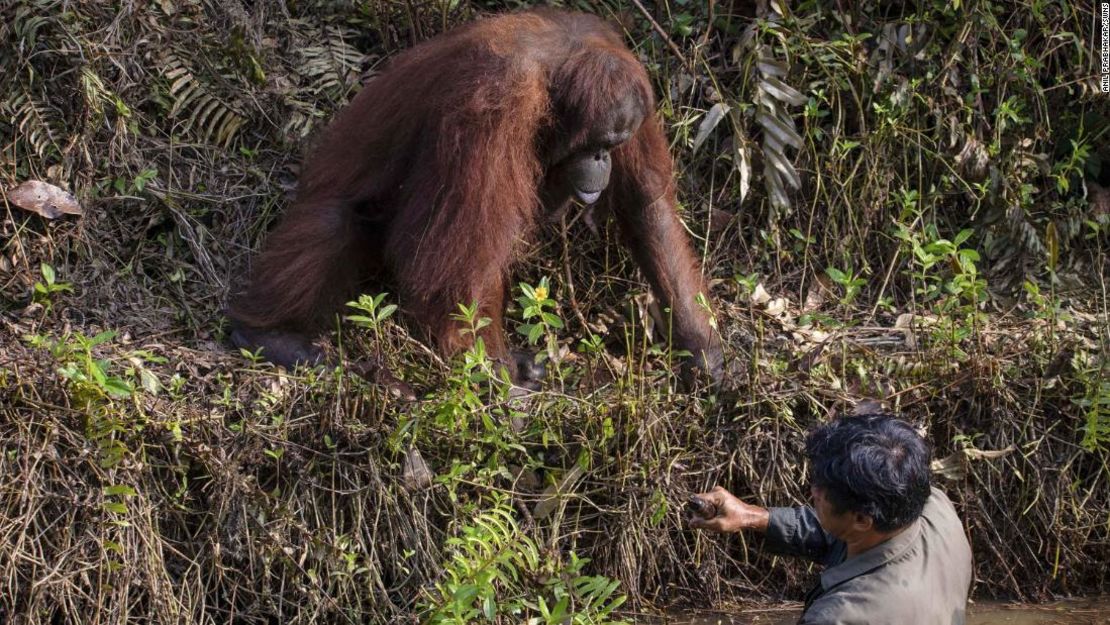 CNNE 772831 - 200207135940-02-borneo-orangutan-man-snakes-restricted-super-169