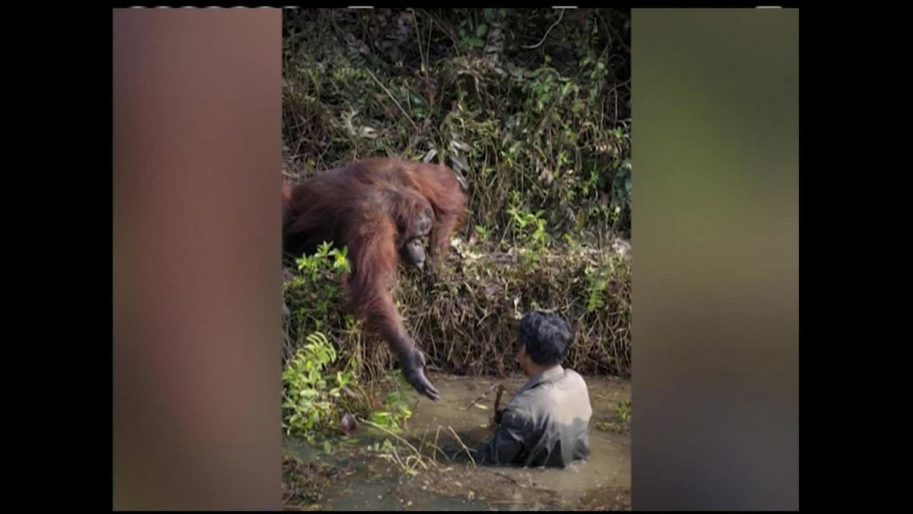 CNNE 772892 - oraguntan tiende una mano para 'salvar' a hombre de aguas con serpientes