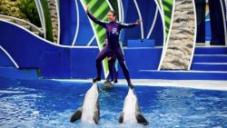 CNNE 773996 - seaworld eliminara surfear sobre los delfines