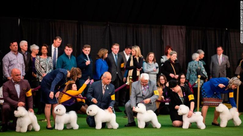 Los perros bichón frisé listos para la evaluación del jurado.