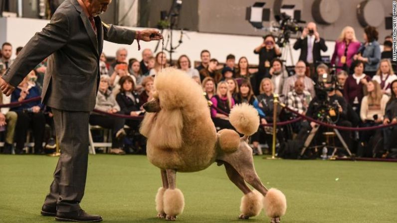 Poodle en la fase de evaluación del jurado.