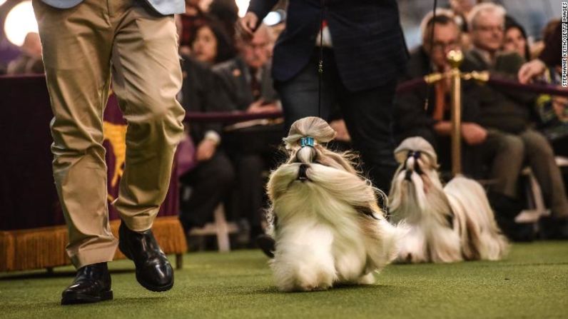 Evalúan a los Shih Tzu en el concurso.