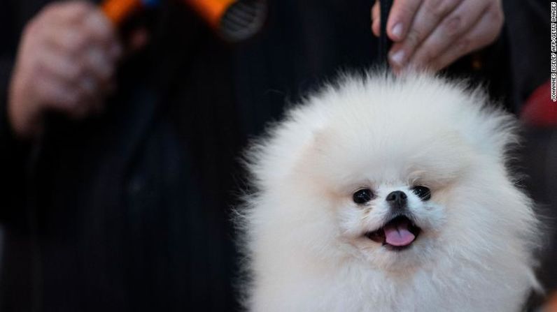 Un perro es acicalado antes de salir al escenario.