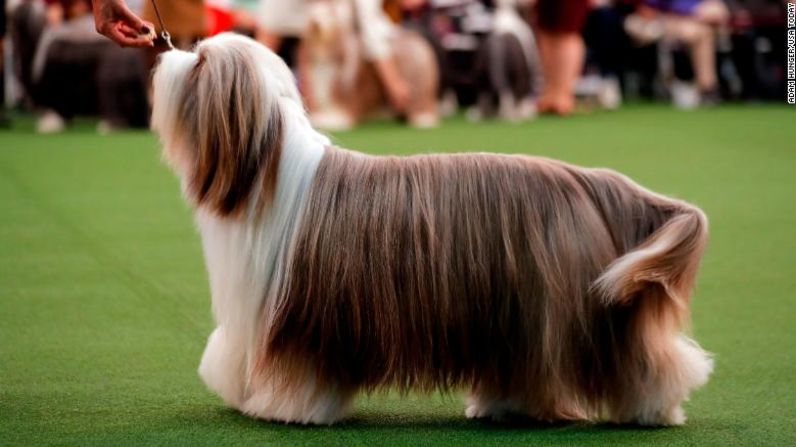 Un collie barbudo es evaluado por el jurado.