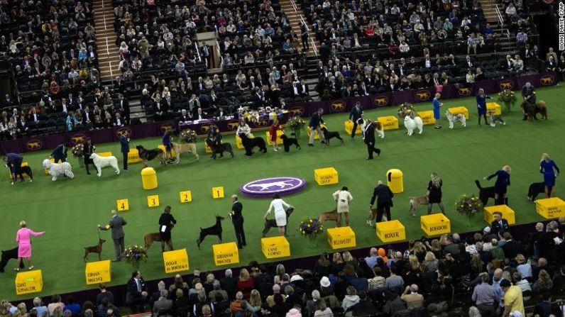 Los perros compitieron el 11 de febrero.