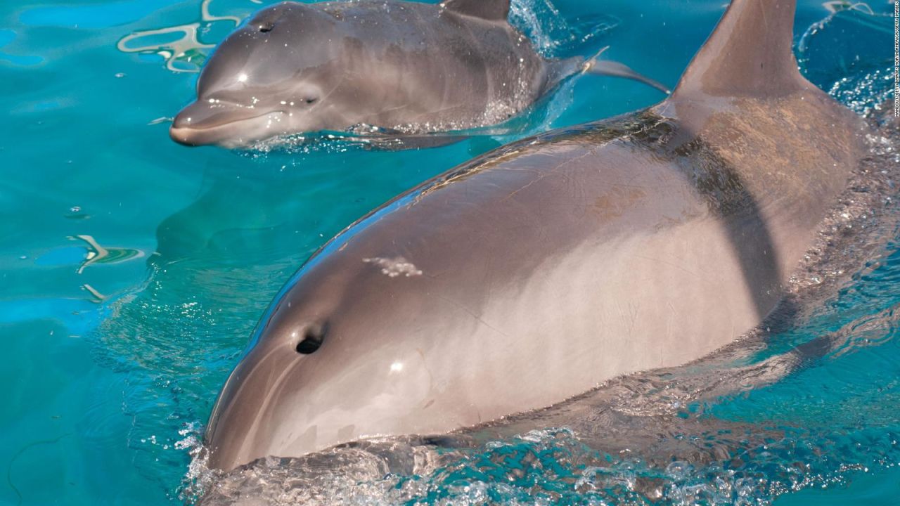 CNNE 774653 - dos delfines aparecieron muertos en florida