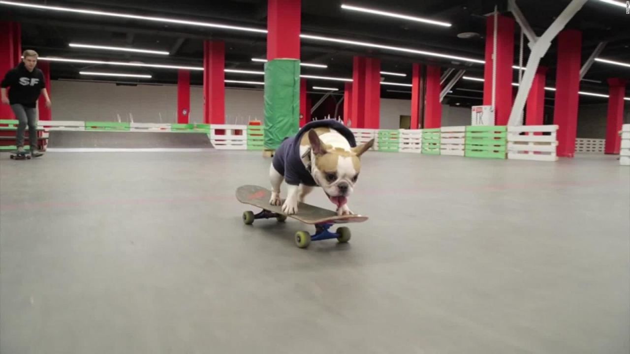 CNNE 774659 - sonya, el bulldog frances experta en la patineta