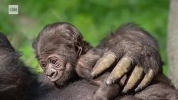 CNNE 774835 - nace bebe gorila en el zoologico de los angeles