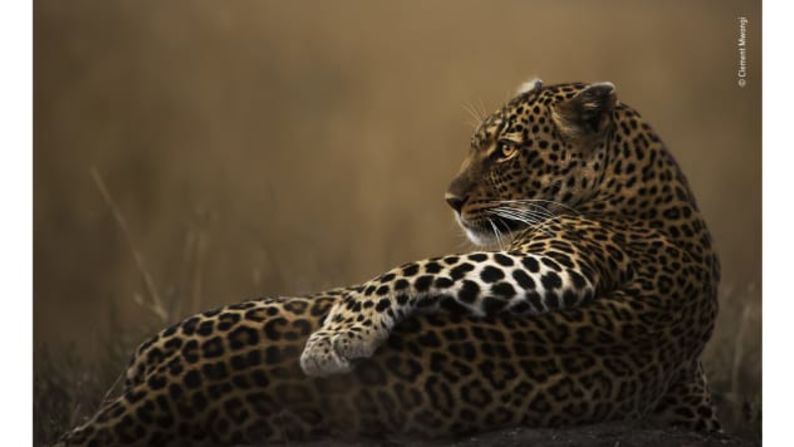 What a poser de Clement Mwangi, Kenia: este leopardo hembra recibe la última luz del día en la Reserva Nacional Maasai Mara de Kenia.