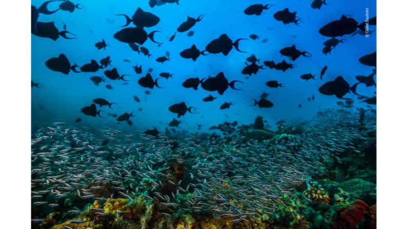 A pulsing sea de David Doubilet, Estados Unidos: un grupo de peces ballesta de dientes rojos nada sobre un banco de Blennioidei que fluyen encima de corales en el Pasaje de la Isla Verde, Filipinas.