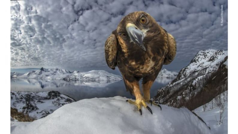 Inquisitive de Audan Rikardsen, Noruega: un águila real en la costa del norte de Noruega parece disfrutar ser el centro de atención.