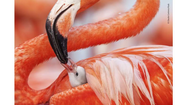 Beak to beak de Caludio Contreras Koob, México: un flamenco rojo y su madre en la Reserva de la Biósfera de Ría Lagartos en el estado de Yucatán, México.