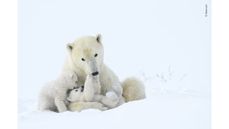 Tender play por Steve Levi, Estados Unidos: un oso polar y sus cachorros juegan en el Parque Nacional Wapusk, Canadá.