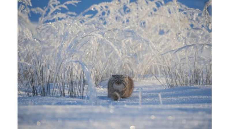 Winter's tale de Valeriy Maleev, Rusia: un gato de Pallas cazando en las praderas de Mongolia.