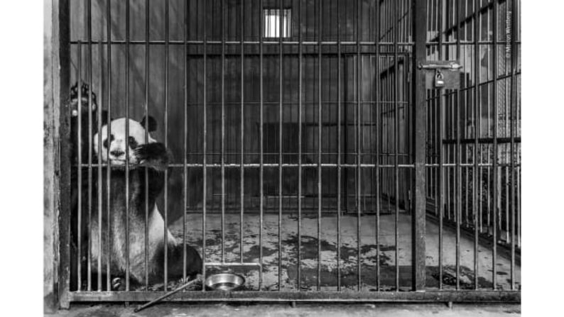 Captive de Marcus Westberg, Suecia: un panda gigante encerrado en una jaula en un centro de cría en Shaanxi, China.