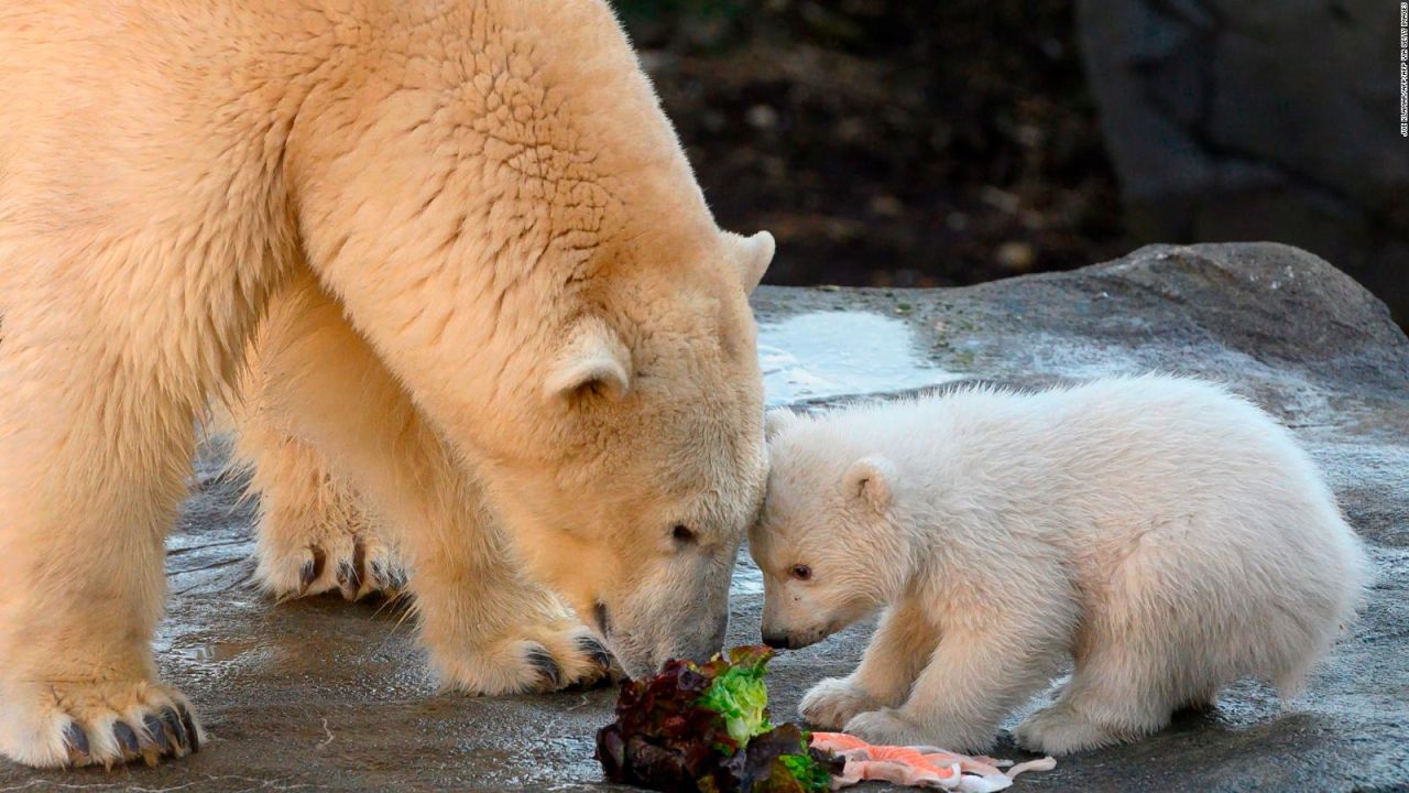 CNNE 775689 - un conmovedor osito polar da sus primeros pasos