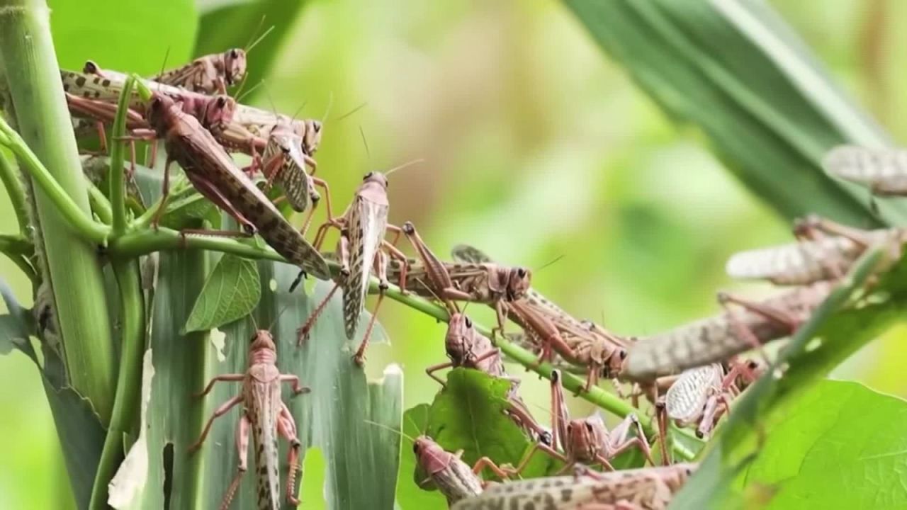 CNNE 777663 - plaga de langostas arrasa cultivos en africa