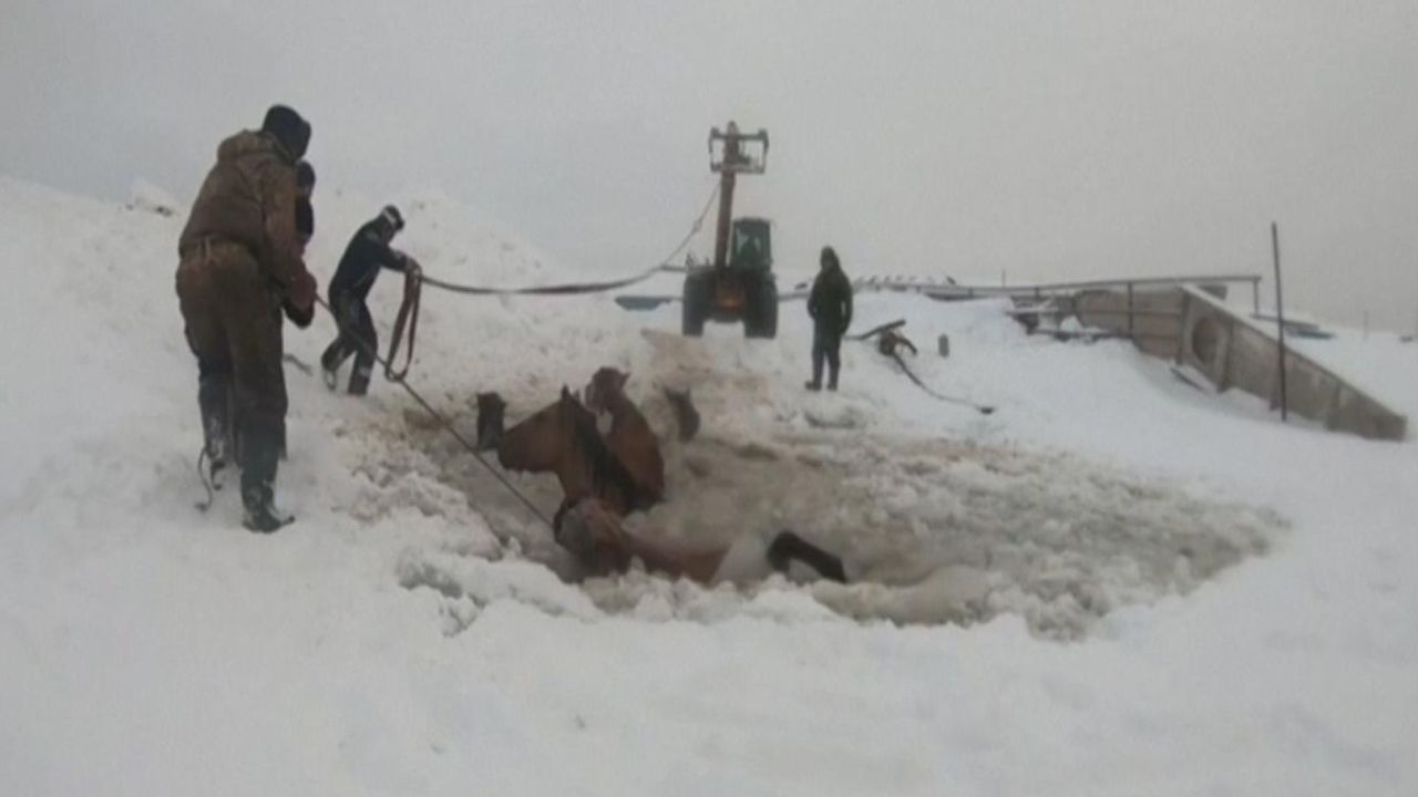 CNNE 777706 - dramatico rescate de yeguas atrapadas en el hielo