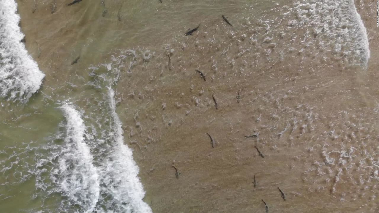 CNNE 779110 - decenas de tiburones aparecen en florida