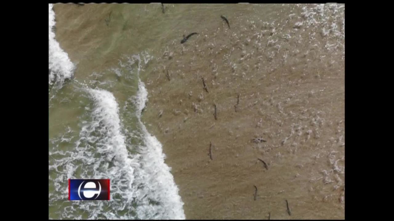 CNNE 779123 - decenas de tiburones captados desde un dron