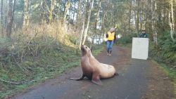 CNNE 781327 - lobo marino perdido en un bosque fue regresado al agua