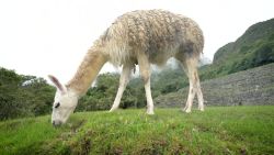 CNNE 783708 - las increibles llamas de machu picchu