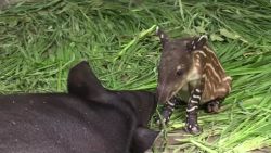 CNNE 783941 - nace una tapir, una especie en peligro de extincion