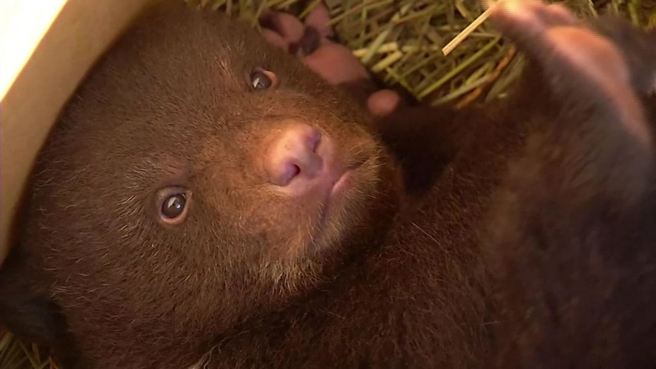 CNNE 784767 - la imagen mas tierna que veras hoy