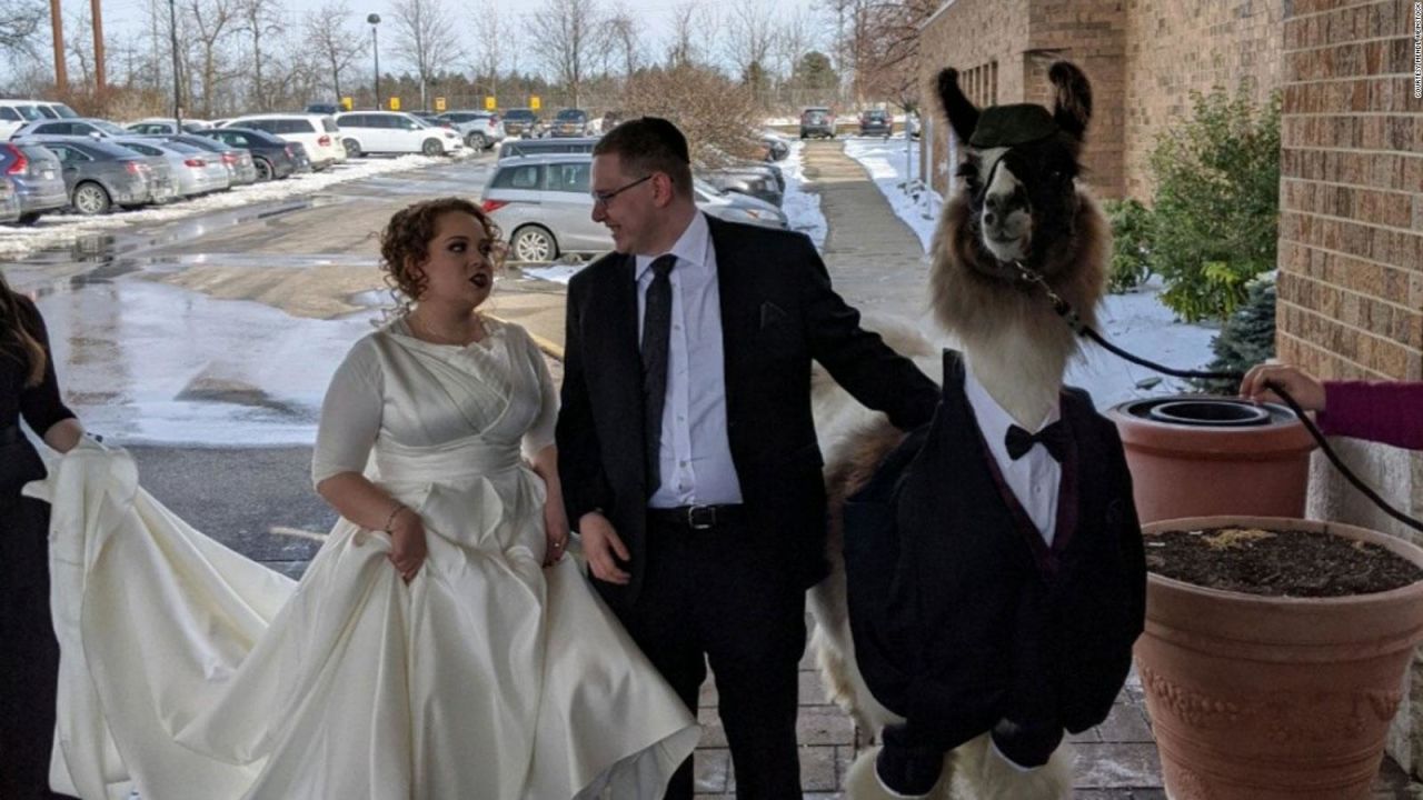 CNNE 785830 - llego a la boda de su hermana con una llama