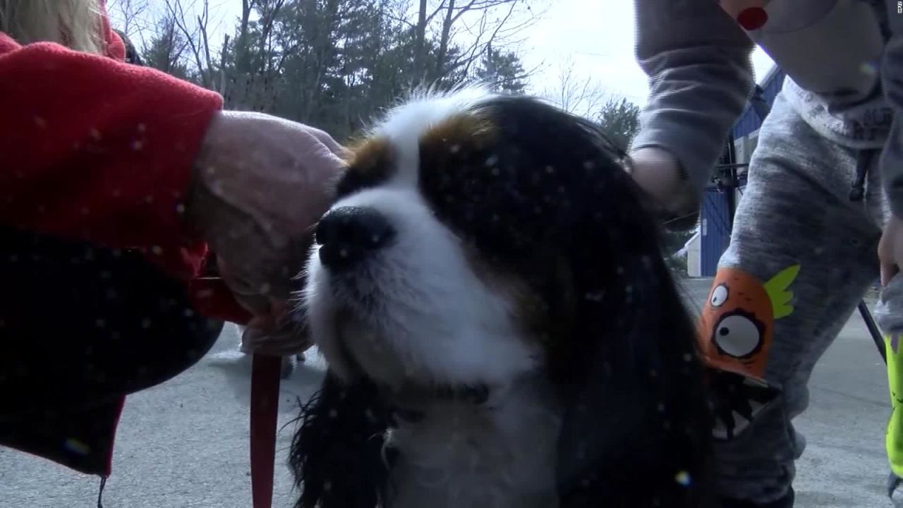 CNNE 786517 - perro gana elecciones a una alcaldia en vermont