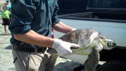 CNNE 788636 - estudio revela por que las tortugas comen plasticos