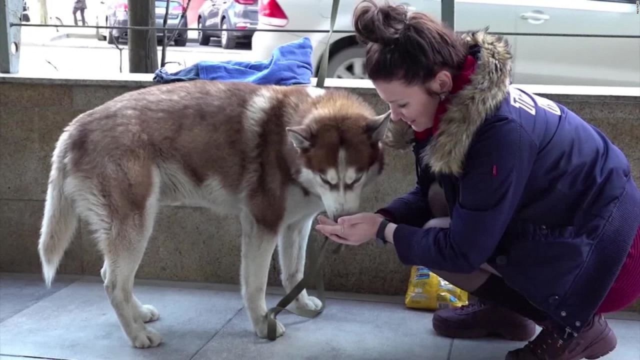 CNNE 793243 - un perro husky espera a su duena afuera de su trabajo