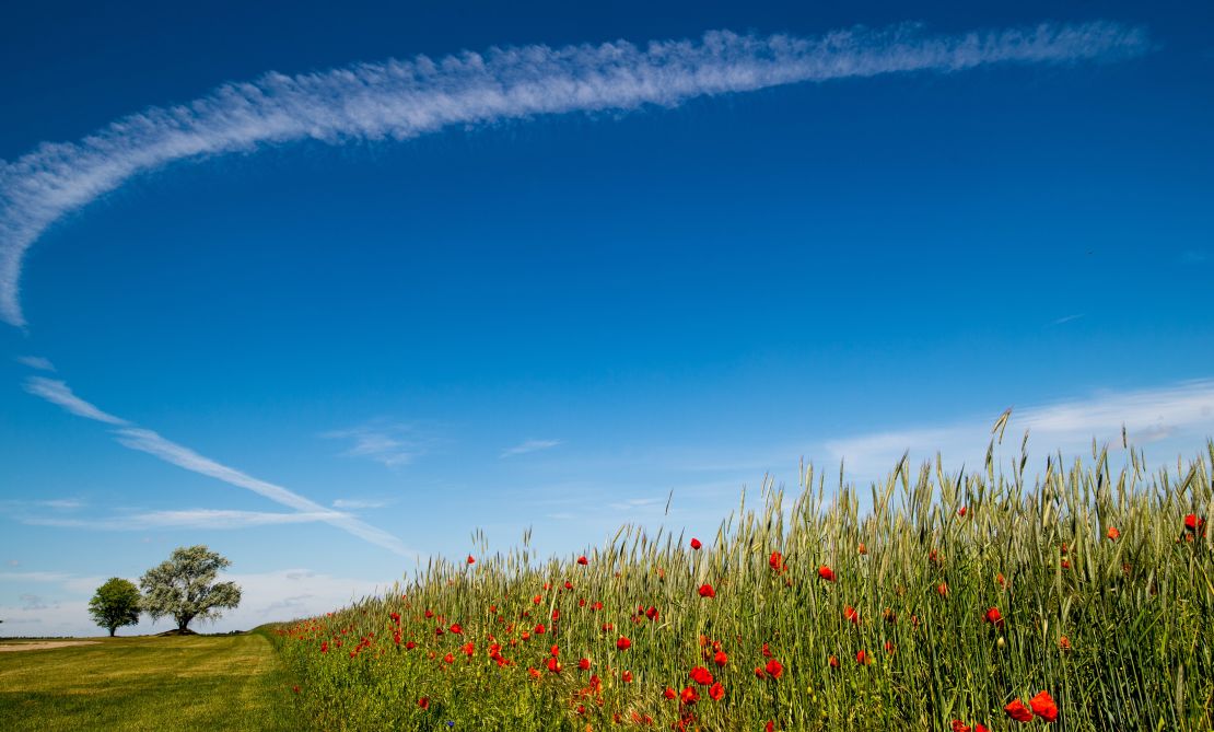 Las flores rojas de amapola florecen en un campo en Lietzen, Alemania, en el 2015.