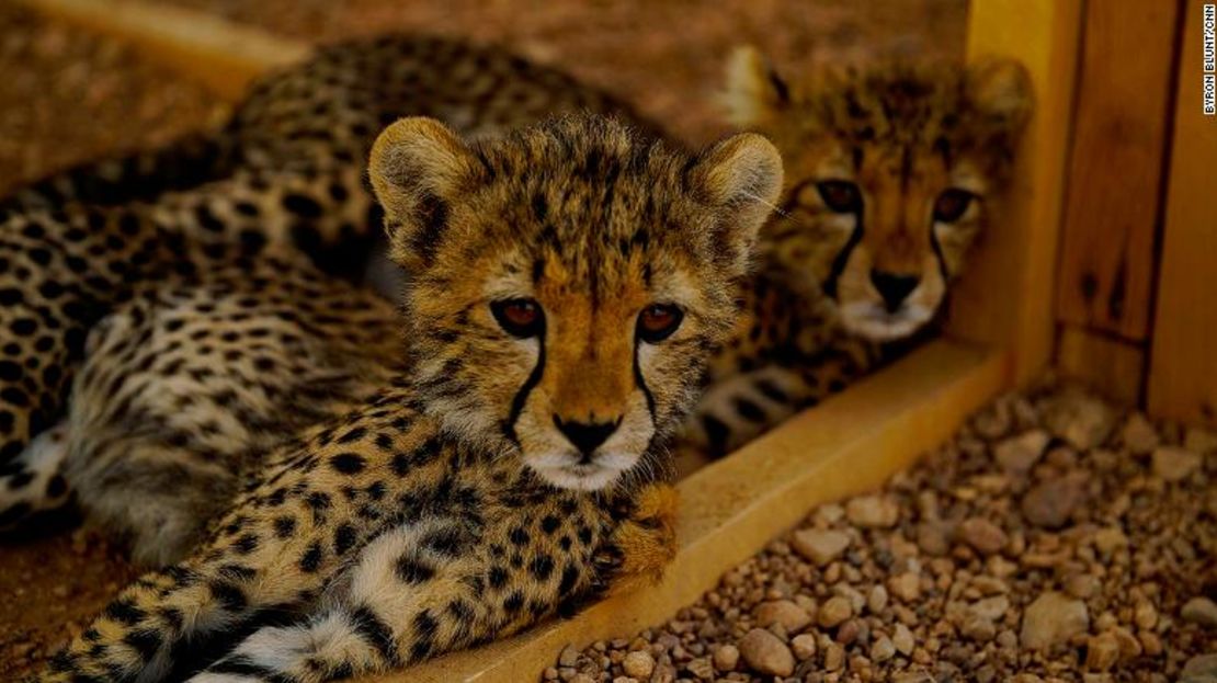 Dos de los 32 guepardos rescatados actualmente en el refugio de CCF en Hargeisa. Los felinos se alimentan de carne de camello fresca dos veces al día, con una pizca de "polvo de depredador" para darles nutrientes que solo obtendrían en la naturaleza.