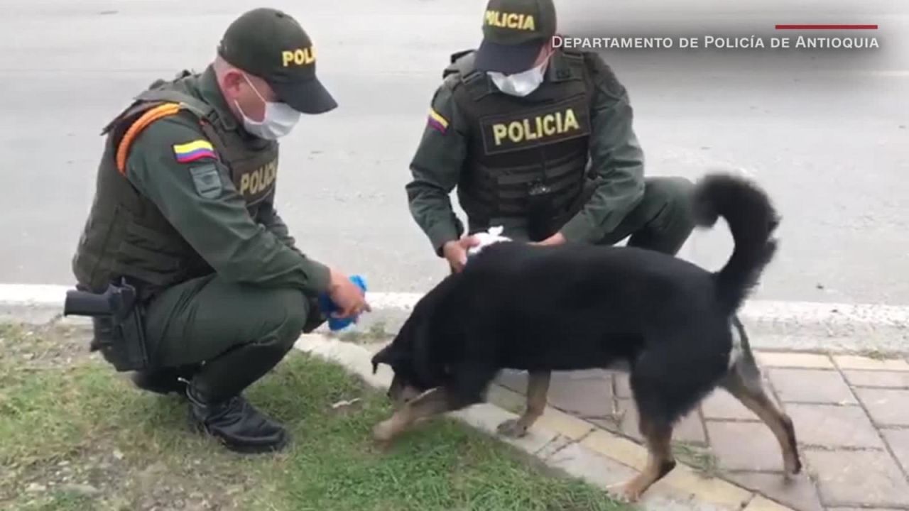 CNNE 798759 - policias alimentan a perros callejeros durante la cuarentena