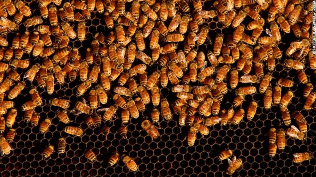 Abejas en un panal en el Urban Bee Hive en Woolloomooloo el 14 de mayo de 2021, en Sydney, Australia.