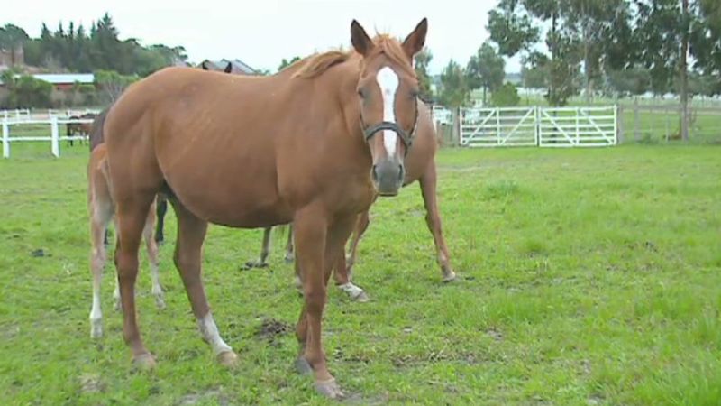 La crianza de caballos pura sangre en uruguay | cnn